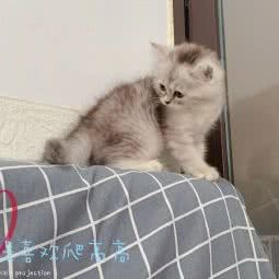 天爱猫舍:铜陵市铜官区