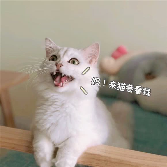 猫巷宠物体验馆:安庆市迎江区