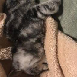 神犬一家宠物生活馆:安庆市宜秀区