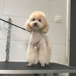 美伢の宠物店:安庆市太湖县