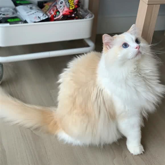 小岛宠物会所·猫咖·美容·寄养:安庆市岳西县