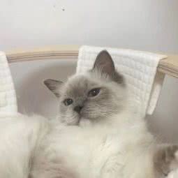 Declude猫舍:安庆市岳西县