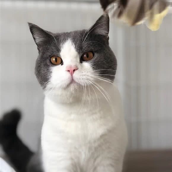 喵喵喵猫族猫舍:黄山市休宁县