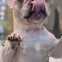 JOJO私宠宠物:滁州市南谯区