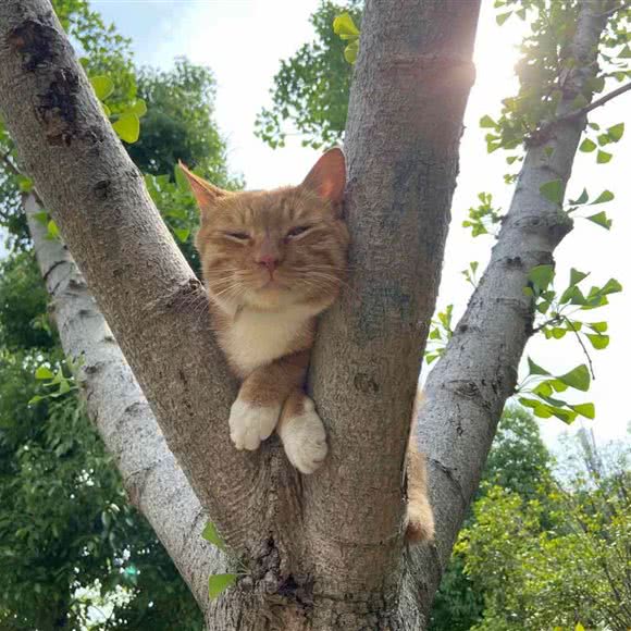 喵呜猫咖宠物馆:滁州市南谯区