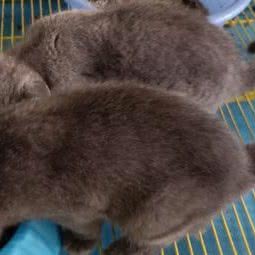 康美动物医院:滁州市全椒县