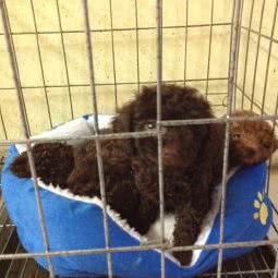 小狗当家宠物店:滁州市天长市