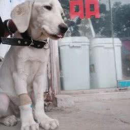 锦亮宠物:阜阳市太和县