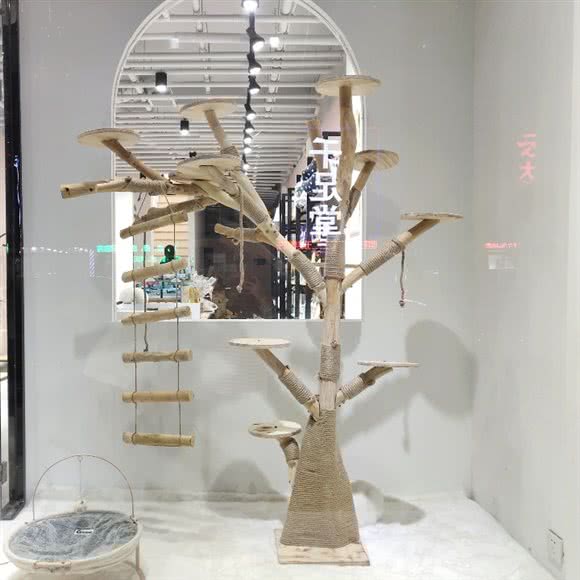 哆啦&宠医:阜阳市太和县