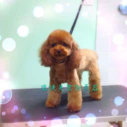 宠宠你宠物医院:阜阳市阜南县