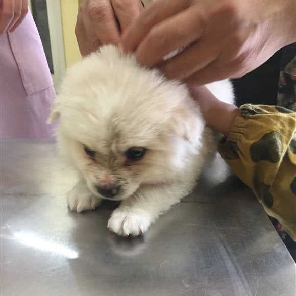 五百心悦宠物医院:阜阳市阜南县