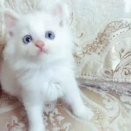 宠着玩会所:阜阳市界首市