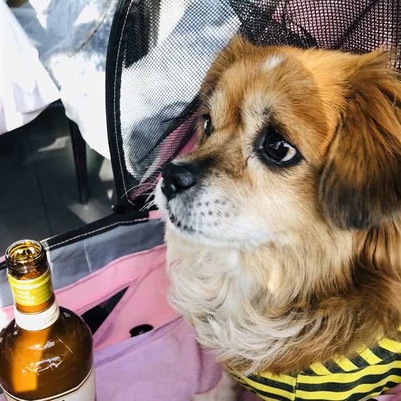 爱倍宠物服务中心:北京城区朝阳区东坝附近