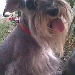 灵璧县宠物一家动物医院:宿州市灵璧县