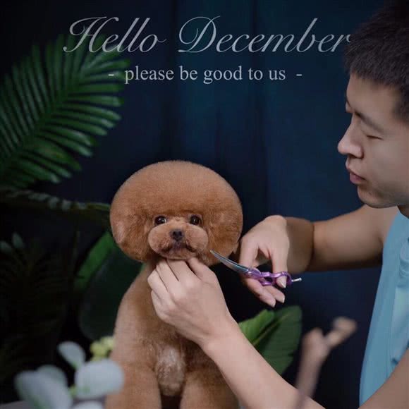 雷宝精致宠物美容工作室:宿州市泗县