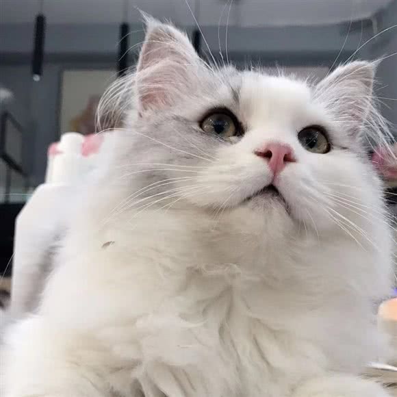 Good 猫 ing专业猫咪生活馆:六安市金安区