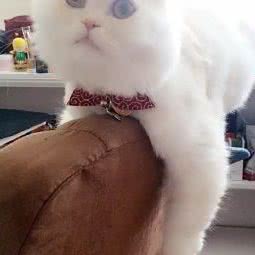 名猫生活馆:六安市裕安区