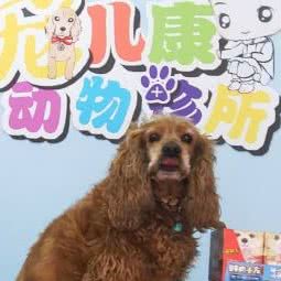 宠儿康宠物诊所:六安市舒城县