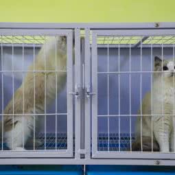 盛世宠物狗:六安市金寨县