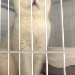 TonyTony宠物生活馆:六安市霍山县