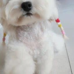 豆豆宠物馆:六安市霍山县