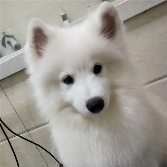 婉安的宠物生活会馆:亳州市谯城区