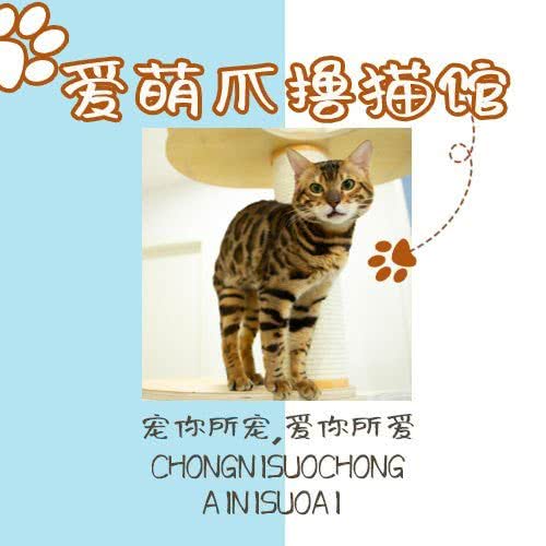 爱萌爪撸猫馆:北京城区朝阳区东坝附近