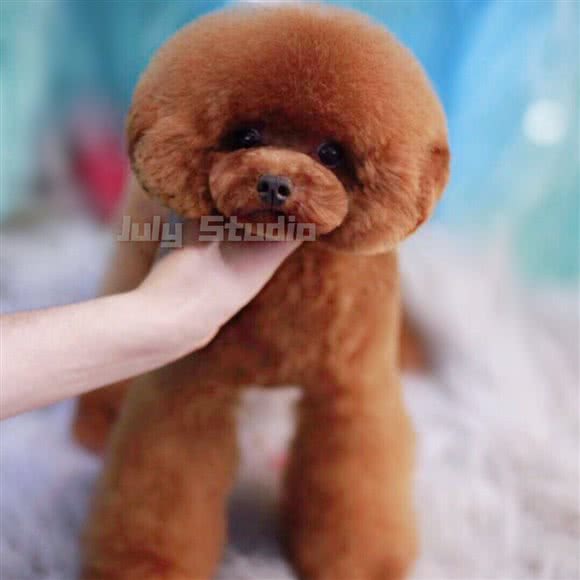 七月宠物工作室:临汾市尧都区车站路附近