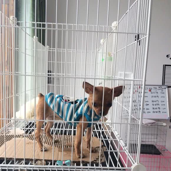 遛点伴宠物店:宣城市宁国市