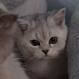 猫腻猫宠馆:宣城市宁国市