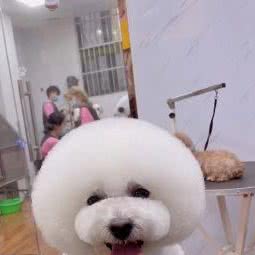 斯佩恩国际宠物医美中心:宣城市宁国市