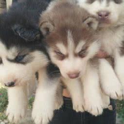 绝对萌萌宠物1:福州市仓山区