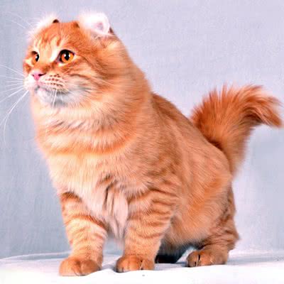 优狗有猫:濮阳市华龙区