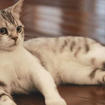 猫了有个咪名猫繁育馆:保定市莲池区