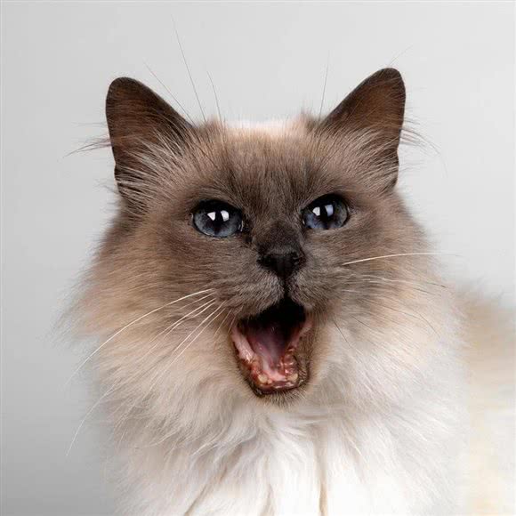 酷狗萌猫:武汉市洪山区南湖花园附近