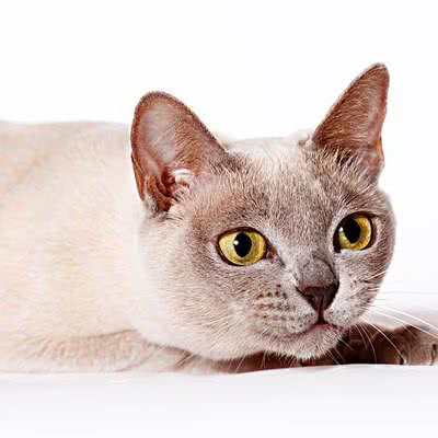 喵王府猫咪生活馆:成都市武侯区高新区附近