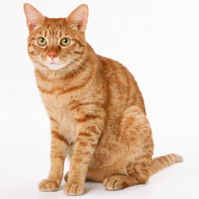 巷尾里の猫宠物生活馆:贵阳市南明区