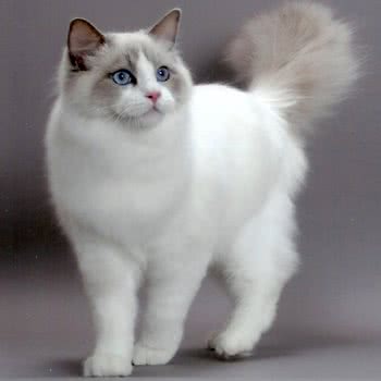 锦缘宠物用品门市·猫舍:绍兴市诸暨市