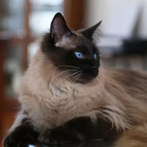 PandaPet小熊猫宠物:上海城区黄浦区老西门/陆家浜路附近