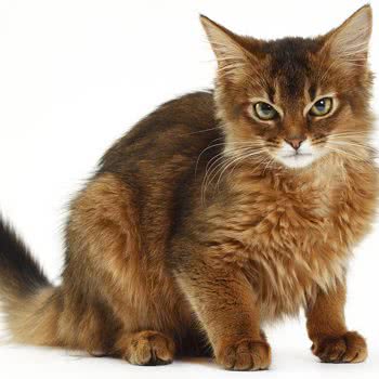 猫瘾猫咖:湘潭市岳塘区