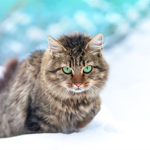 春日部猫犬生活馆:广安市广安区城北附近