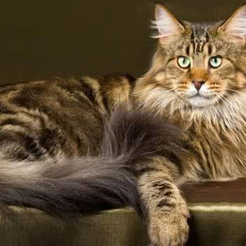 猫朋狗友:商丘市梁园区火球商业中心附近