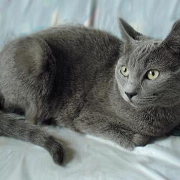 百帕·拼猫猫·布偶金渐层猫舍(融创·外滩壹号院店):上海城区黄浦区外滩附近