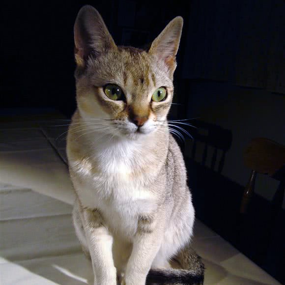 决然·猫主题宠物工作室:深圳市龙华区大浪附近
