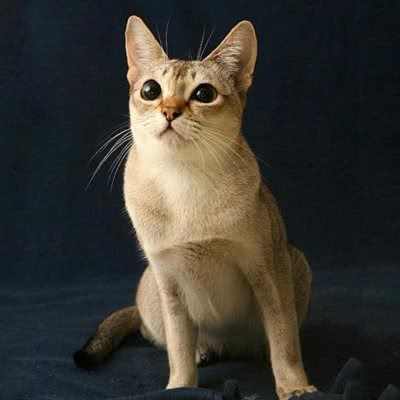 狗子的猫宠物生活:苏州市张家港市