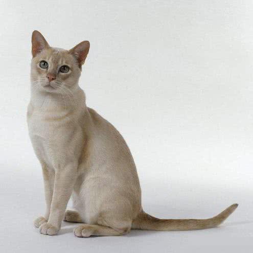 猫狗乐宠物诊所:南平市建阳区