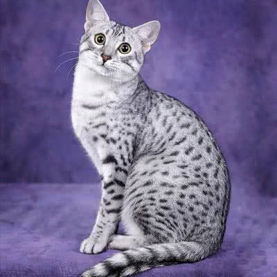 猫博仕宠物店:西安市高新区丈八附近