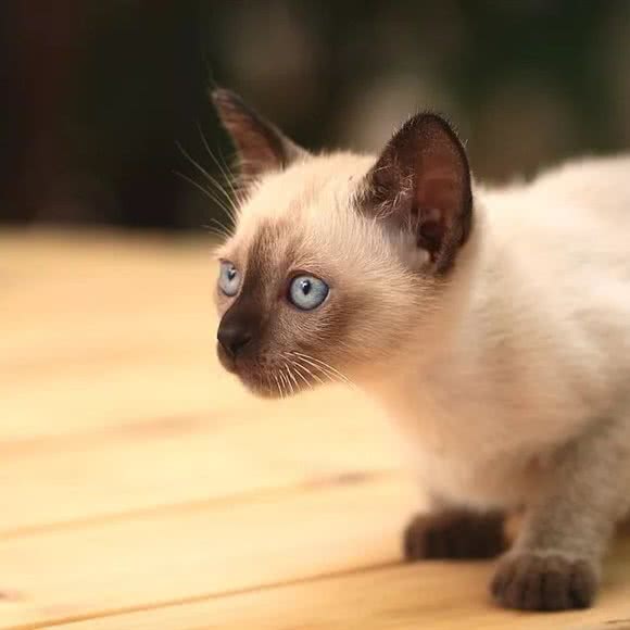 猫咪时光:苏州市姑苏区十全街/凤凰街附近