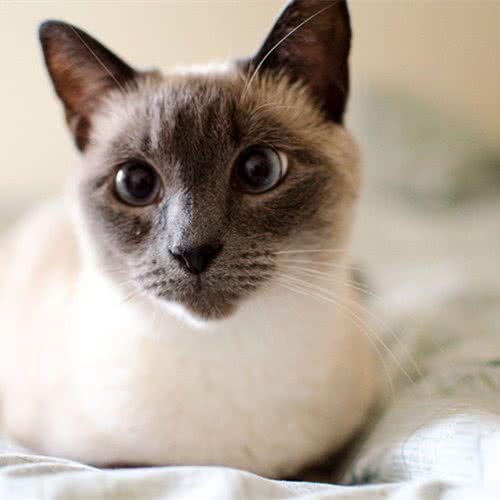 仙女名喵·猫舍:运城市盐湖区北郊附近