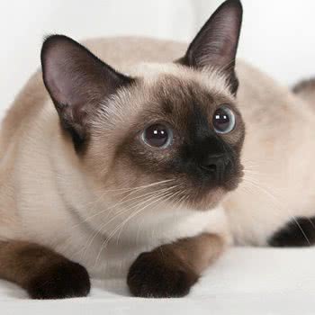 猫咪情报局:常德市武陵区金钻广场附近